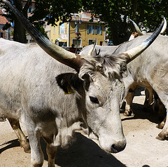 ...ces vaches arrivent de Toscane ,à l'occasion de la Fête de la Transhumance...