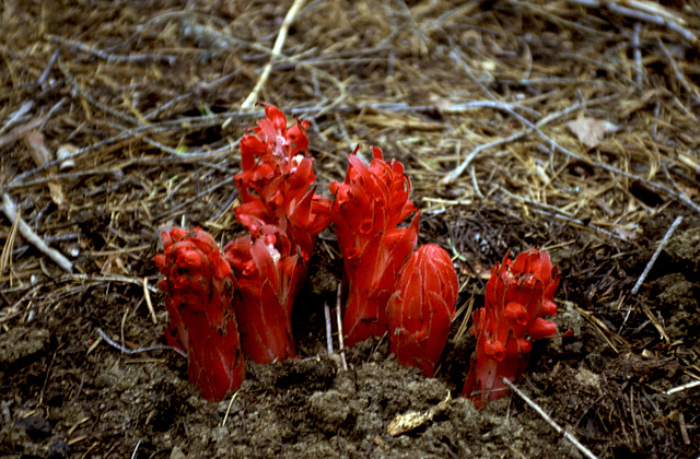 Fire Red - Sarcodes sanguinea