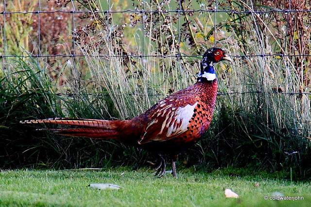 Cock Pheasant with winter? plumage