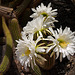 Echinopsis Spachiana