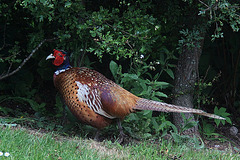 Cock Pheasant hiding in the shade of the hedge
