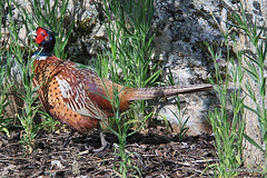 Cock pheasant hiding in the wild flowers bed