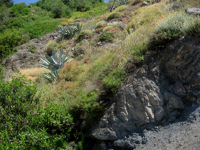 Algarve, cliff's protected area, endemic flora cover (1)