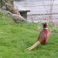 Cock Pheasant with one of four wives!