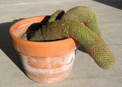 Phallic Cactus