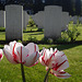 Brecklingen Commonwealth Kriegsgräber Friedhof