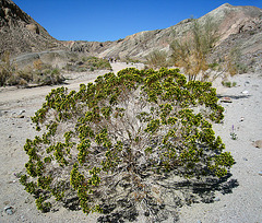 Desert Cedar (2176)