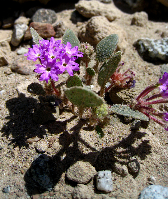 Little Purple Flower (2180)
