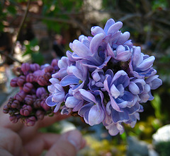 Lilac (2364)