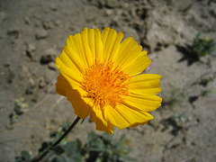 Yellow Flower (2178)