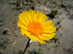 Yellow Flower (2179)