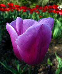 Tulip (2202)
