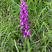 Orchis mascula - Orchis mâle (5)
