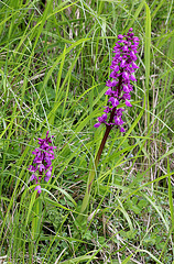 Orchis mascula - Orchis mâle (6)