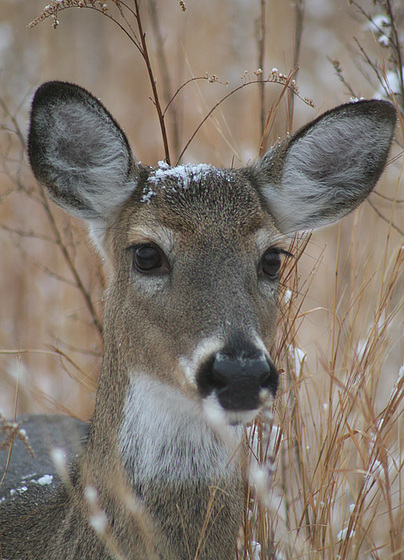 Deer After the Snow