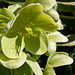 Green helebore flowers
