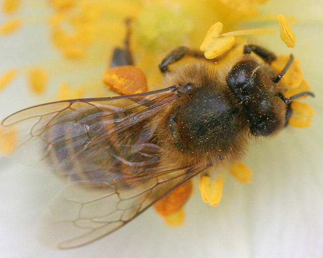 Abeille au boulot Abeille au boulot