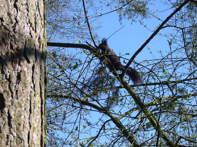 Bayrisches Eichhörnchen - écureuil bavaroise -
