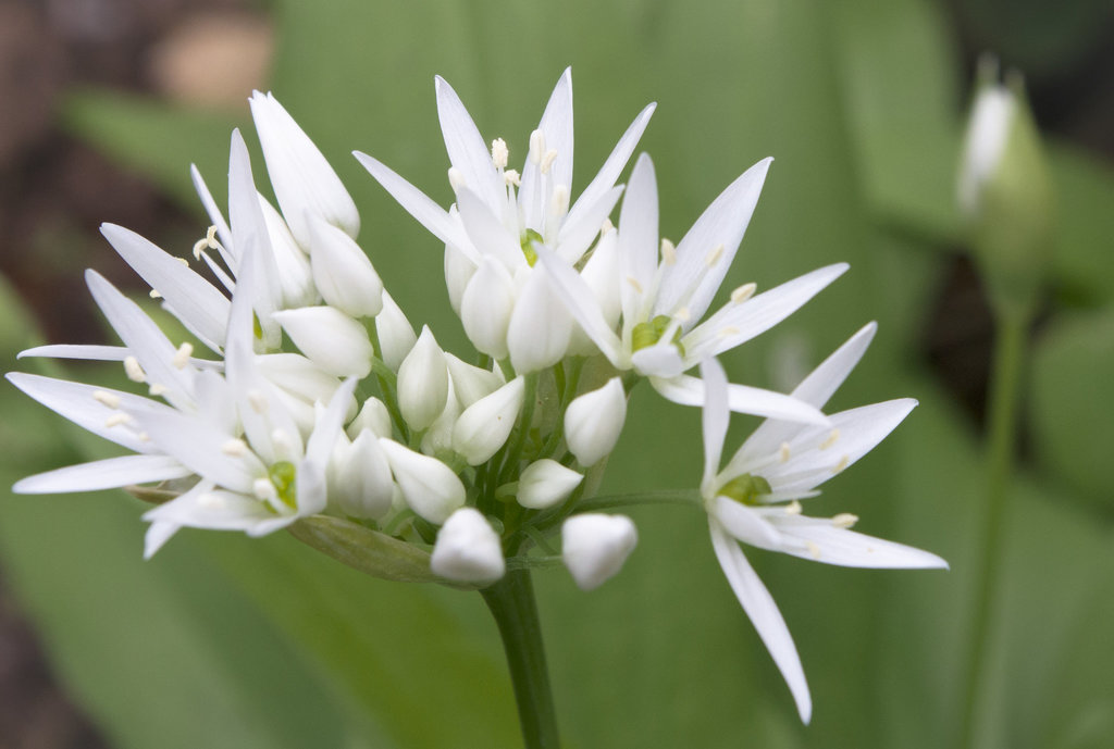 Starburst of white wild garlic flowers