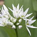 Starburst of white wild garlic flowers