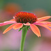 Pink and Red Cone Flower