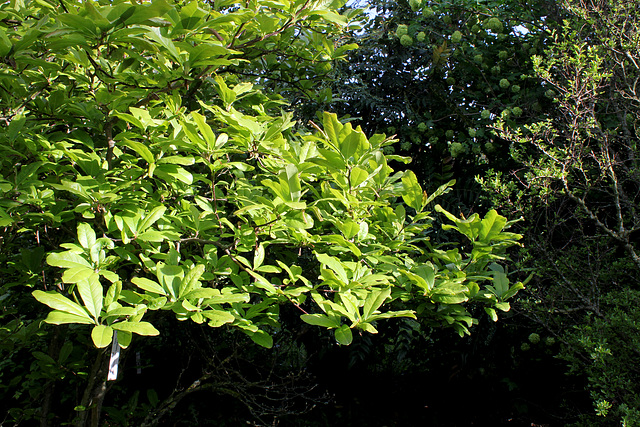 Magnolia x loebneri 'Leonard Messel '