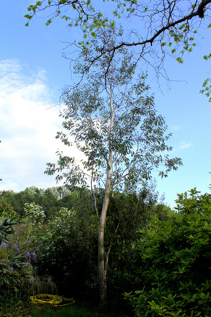 Eucalyptus  (2)