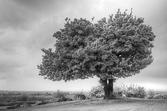 Breedon Tree (pseudo-IR)