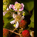 Zarzamora (Rubus ulmifolius)