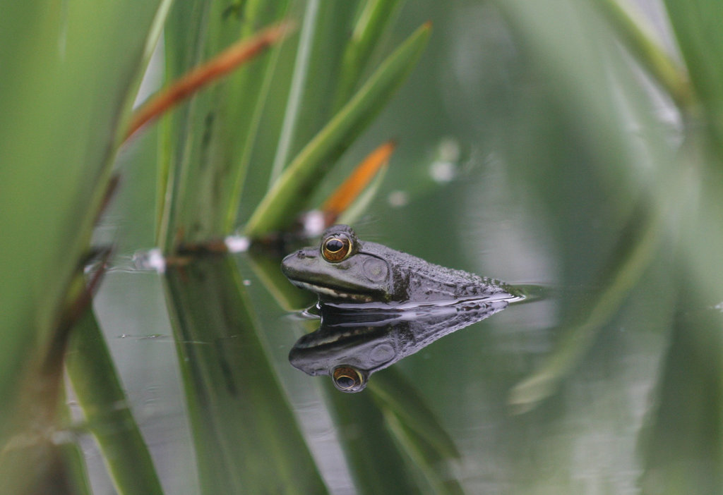 Frog, Reeds and Reflections
