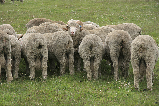 Verteidigungsstellung neuseeländischer Schafböcke