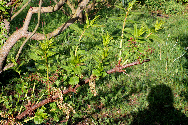 Coriaria sinica (5)
