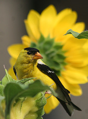 American Goldfinch and Sunflower