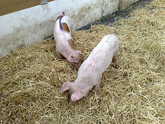 Racing piglets