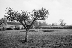 Fruit Tree at Baddesley Clinton House, Warwickshire, February 2013.