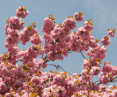 Cerisier du Japon...