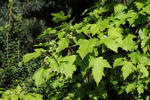 Acer tataricum