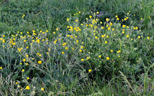 Ranunculus velutinus (4)