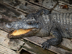 Captive Crocodile #1