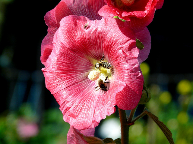 Le pollen des fleurs,comme l'Amitié
