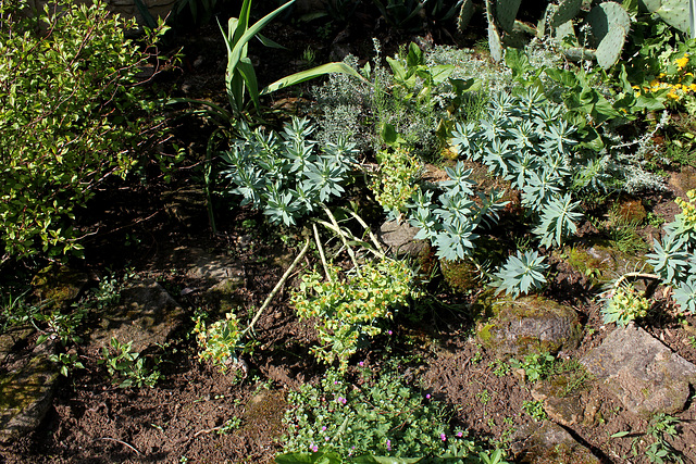 Euphorbia rigida (2)
