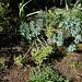 Euphorbia rigida (2)