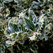 Ilex aquifolium 'ferox argentea'