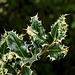 Ilex aquifolium 'ferox aurea'