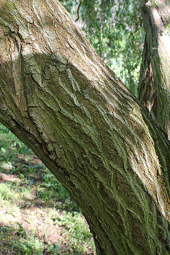 Salix matsudana Tortuosa Aureopendula =erythroflexuosa Salix matsudana Tortuosa Aureopendula =erythroflexuosa