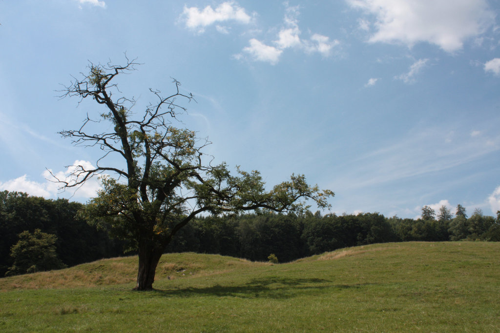 Baum zwischen Hügeln  / Tree between mounds