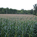 08 cornfield in august