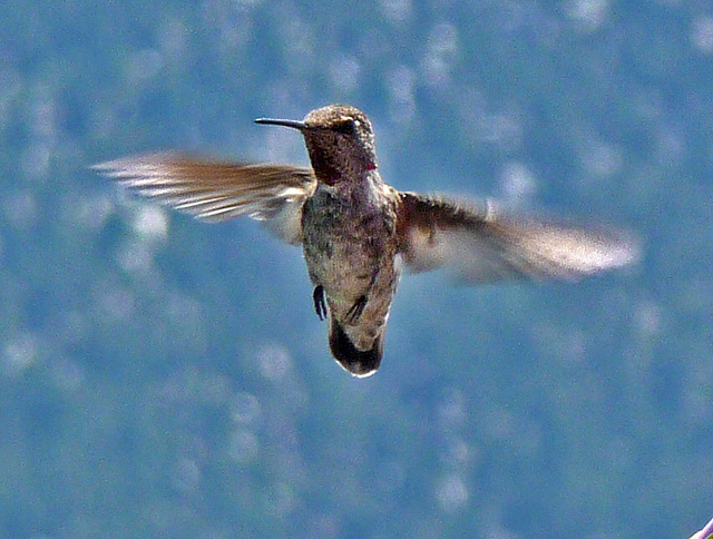 Hummingbird (0367)