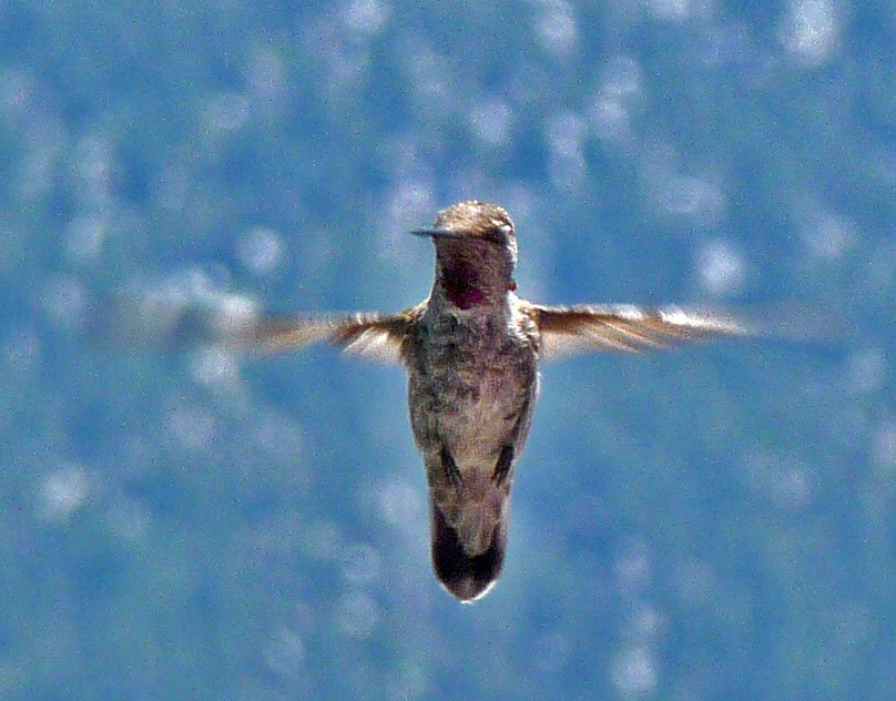 Hummingbird (0368)