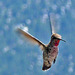 Hummingbird (0369)